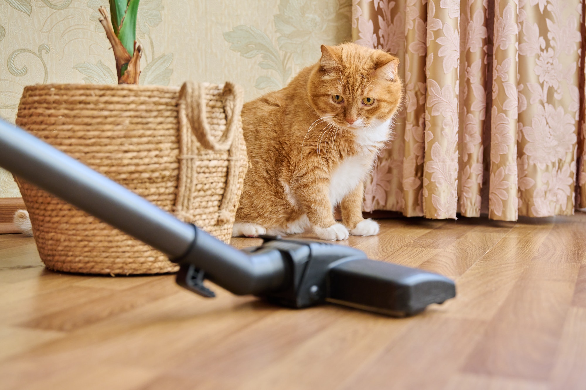 Cleaning house with vacuum cleaner, vacuum cleaner brush with pet cat