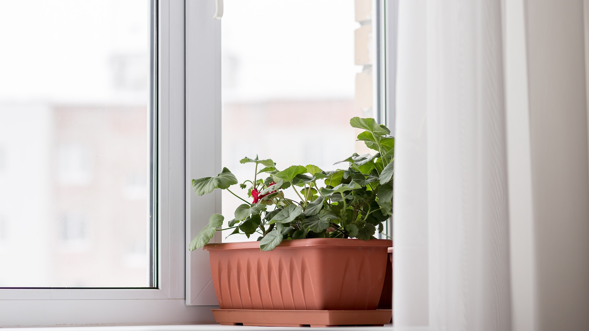 window with indoor flower on the windowsill